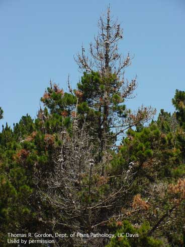 Mortality of Monterey pine, <i>Pinus radiata,</i> caused by pitch canker, a disease caused by the fungus <i>Fusarium circinatum.</i>.