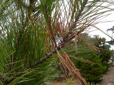 Wilting and reddening of pine needles, an early symptom of pitch canker.