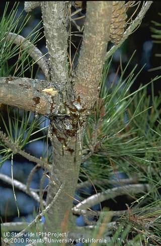 Monterey pine pitch canker.