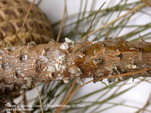 Infected Monterey pine branch showing resin accumulation on the surface.