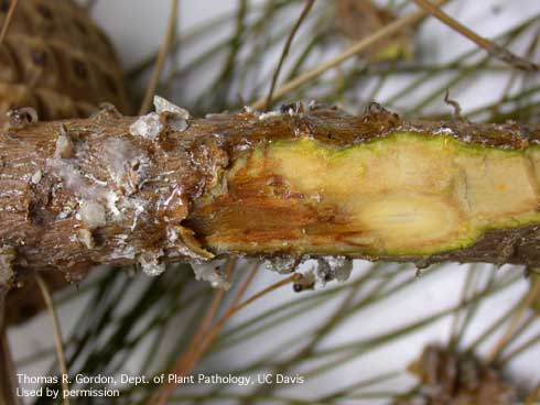 Infected Monterey pine branch showing a honey-colored lesion beneath the surface.