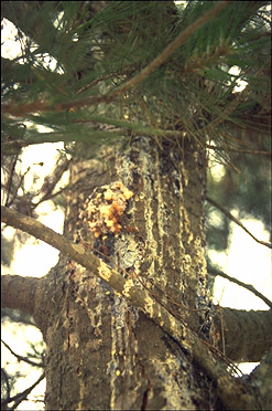 The extensive resin flow caused by pitch cankers often attracts pitch moths, <I>Synanthedon sequoiae.</I> The mass of pitch (left of center) is caused by a pitch moth infestation.