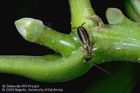 Adult European earwig.