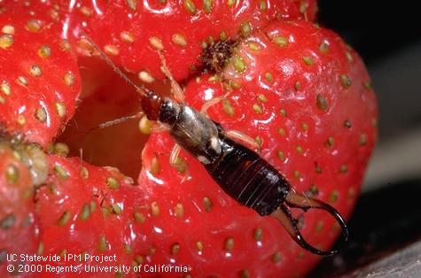 Adult European earwig, <i>Forficula auricularia.</i>.