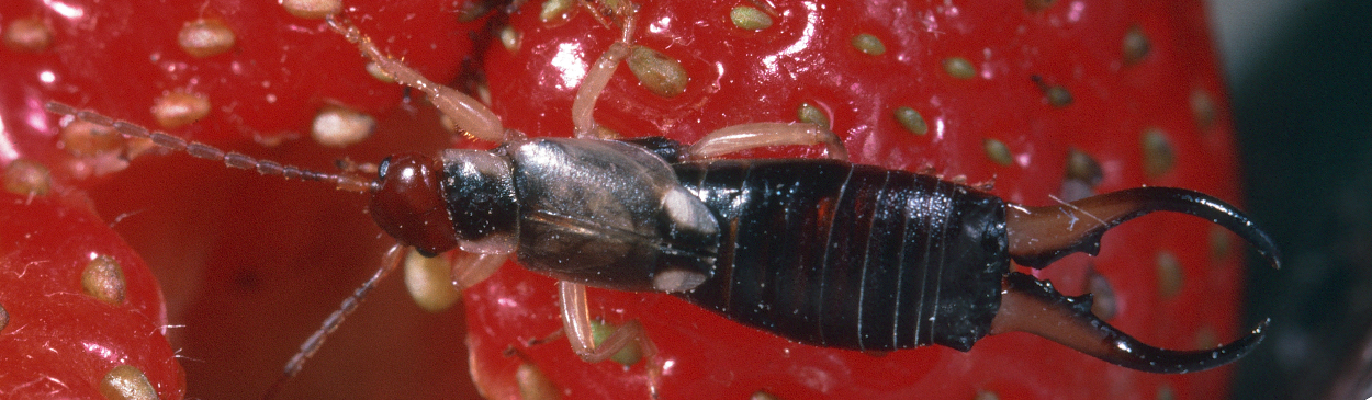 Adult European earwig, Forficula auricularia.