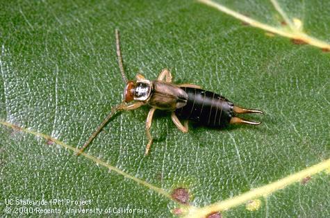 Adult European earwig.