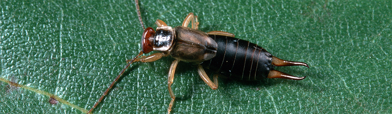 European earwig.