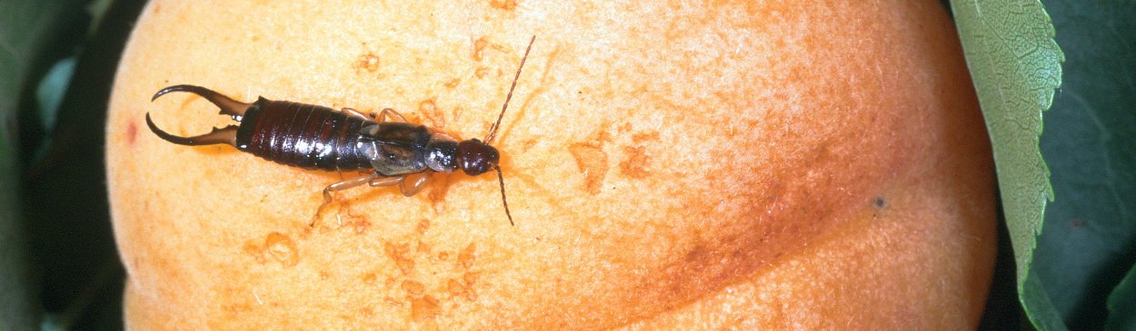 Adult earwig.