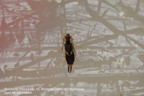 Adult female European earwig, <i>Forficula auricularia</i>.