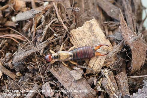 Adult male European earwig, <i>Forficula auricularia</i>.