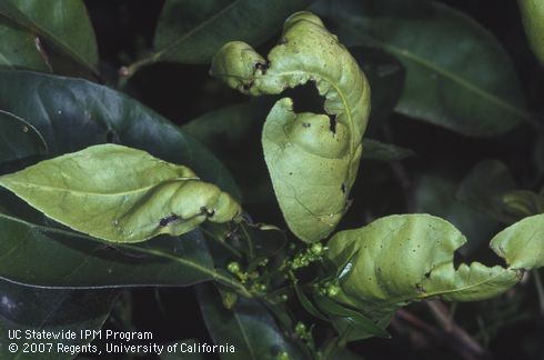 Leaves chewed by European earwig, <I>Forficula auricularia</I>.  