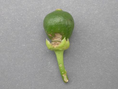 Irregular brown scar at base of small green navel orange from feeding by European earwig, <I>Forficula auricularia.</I> .