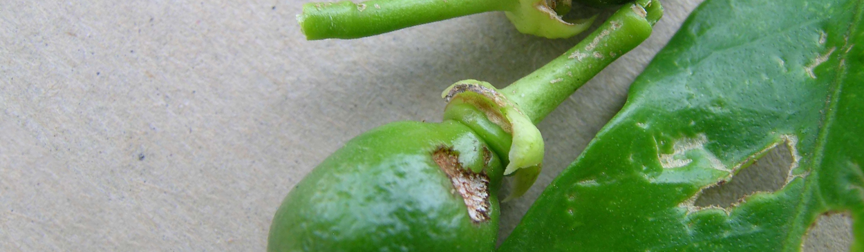 Holes in leaf and irregular brown scars at base of small green navel orange fruit from European earwig, Forficula auricularia, feeding on young citrus fruit.