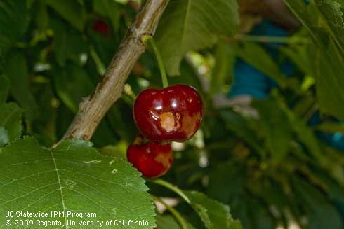 Earwig feeding causes shallow, irregular holes in cherry fruit.