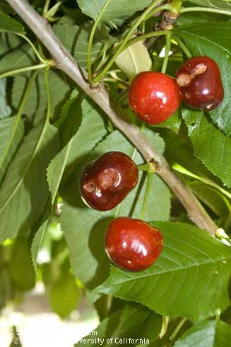 Earwig feeding causes shallow, irregular holes in cherry fruit.