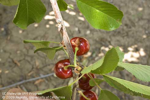 Earwig feeding causes shallow, irregular holes in cherry fruit.