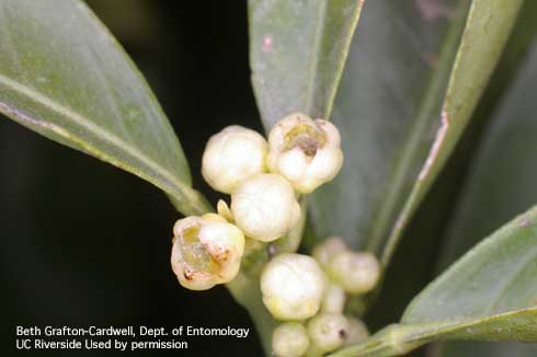 Citrus flowers damaged by European earwig, <i>Forficula auricularia</i>, feeding.