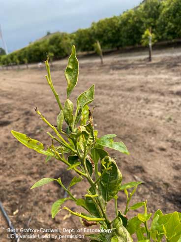 Young citrus tree damaged by European earwig, <i>Forficula auricularia</i>, feeding.