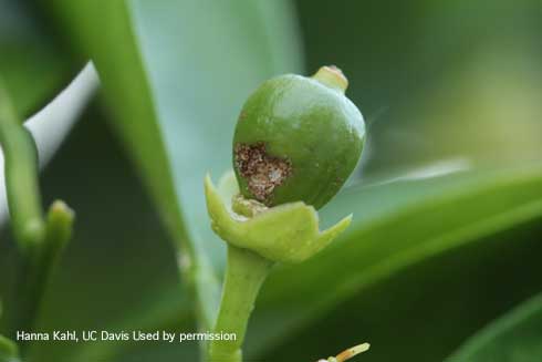 Deep hole in young citrus fruit caused by European earwig, <i>Forficula auricularia</i>, feeding.