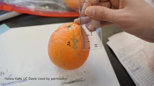 Citrus fruit scarred by European earwig, <i>Forficula auricularia</i>, feeding.