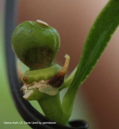 Deep hole in young citrus fruit caused by European earwig, <i>Forficula auricularia</i>, feeding.