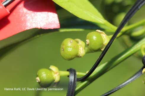 Superficial bite marks in young citrus fruit caused by European earwig, <i>Forficula auricularia</i>, feeding.