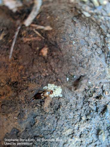 Adult European earwig, <i>Forficula auricularia</i>, on top of egg mass.