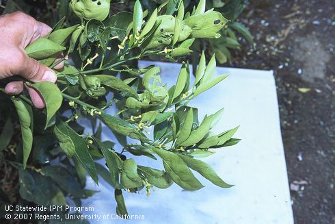 A white beat collecting sheet sample on the ground beneath citrus foliage with holes chewed by European earwigs, <I>Forficula auricularia.</I>.