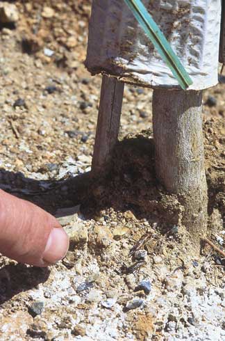 Adult European earwig, <I>Forficula auricularia</I>, at the base of a trunk revealed by lifting the cardboard wrap around a young tree trunk.