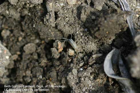 Immature European earwigs, <i>Forficula auricularia</i>, in soil. 