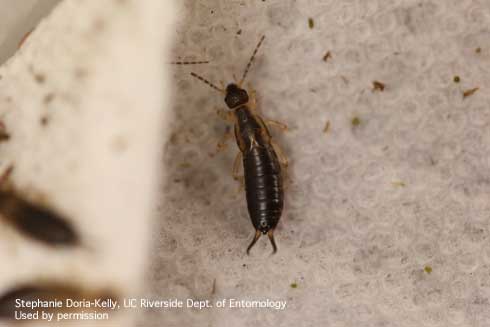 Late instar nymph of European earwig, <i>Forficula auricularia</i>.