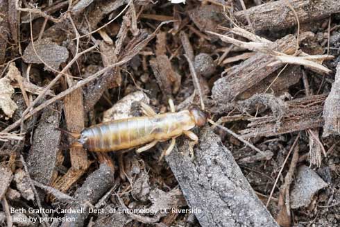 Fourth instar nymph of European earwig, <i>Forficula auricularia</i>.