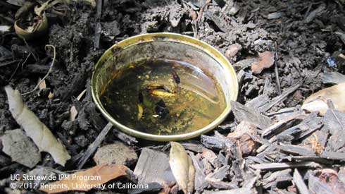 A low-sided can sunk into the ground and filled with vegetable oil and a drop of fish oil makes a good earwig trap.