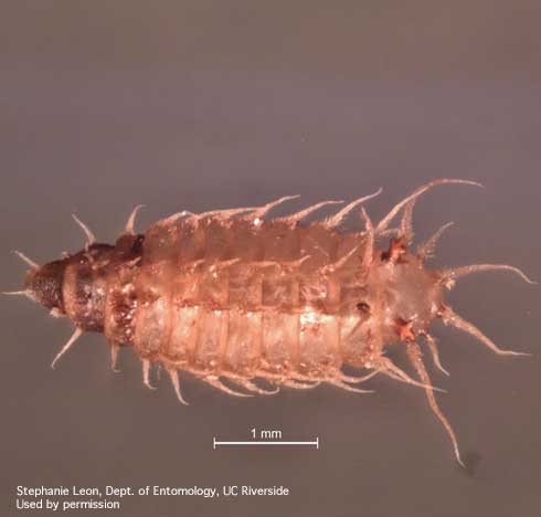 Larva of the little house fly, <i>Fannia canicularis.</i>.