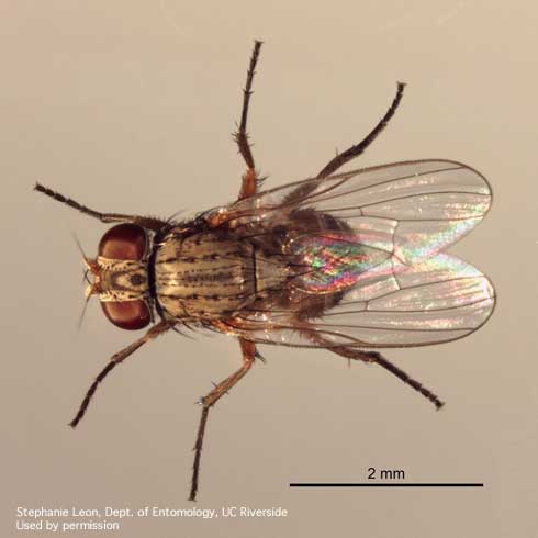 Adult canyon fly, <i>Fannia conspicua.</i>.