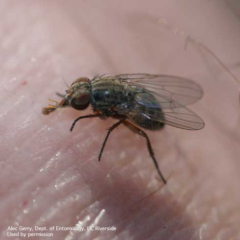 Adult canyon fly, <i>Fannia conspicua,</i> feeding on sweat.