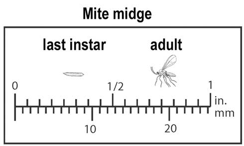 Relative size of last instar and adult mite midge, Feltiella occidentalis.