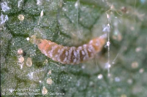 Larva of the predatory midge <i>Feltiella </i>sp. feeds on mites and mite eggs.