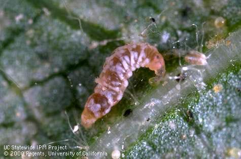 Larva of the predatory midge <i>Feltiella</i> sp. 