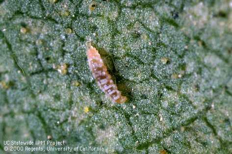 Larva of cecidomyiid fly.