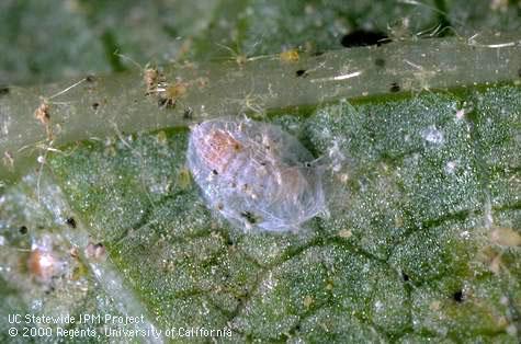 Pupa of a mite midge, Feltiella sp.