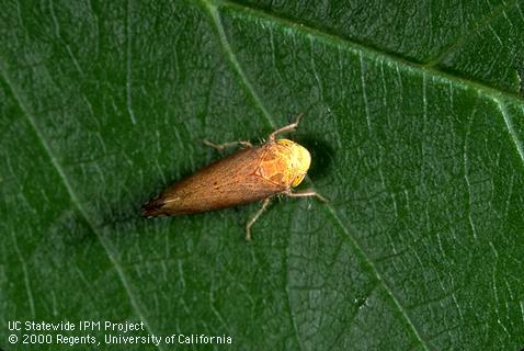 Adult of Flor's leafhopper, cherry leafhopper.