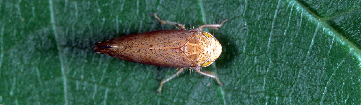 Adult Flor's leafhopper (cherry leafhopper).