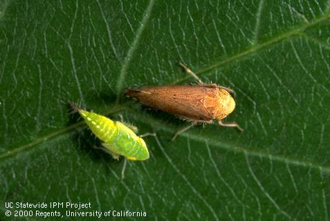 Nymph (left) and adult of Flor's leafhopper, or cherry leafhopper, <i>Fieberiella florii</i>. 