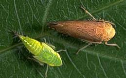 Adult (right) and nymph of cherry leafhopper, a common vector of the X-disease phytoplasma.