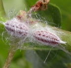 Gill mealybug