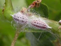 Gill's mealybug