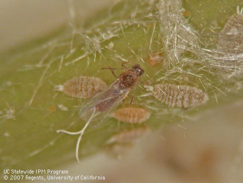 The adult male of Gill's mealybug, <I>Ferrisia gilli,</I> has one pair of wings and two long tails. 