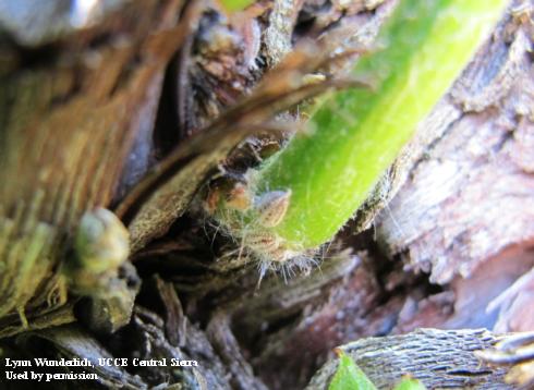 Adult Gill's mealybugs, <i>Ferrisia gilli</i>, on the base of a grape shoot.