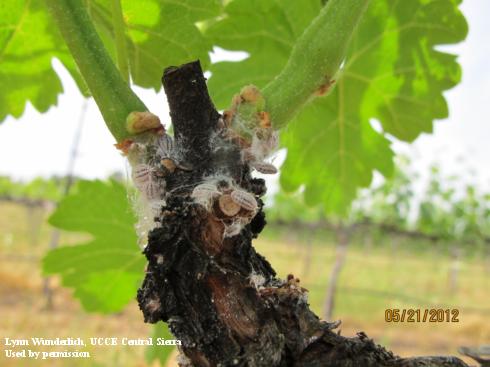 Adult Gill's mealybugs, <i>Ferrisia gilli</i>, covered in a filamentous waxy sac on the base of a grape shoot.